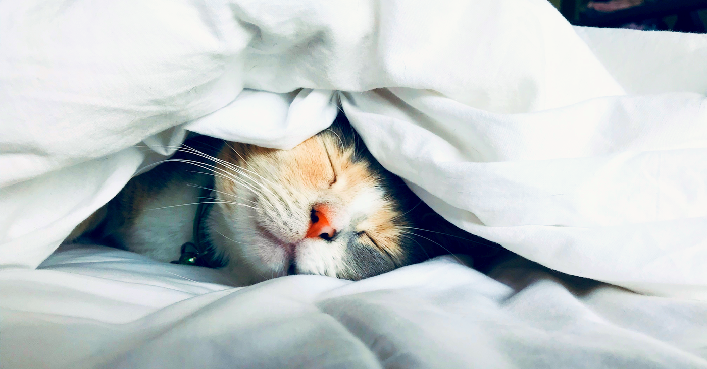 cat-nap-richixbw--kate-stone-matheson-uy5t-CJuIK4-unsplash