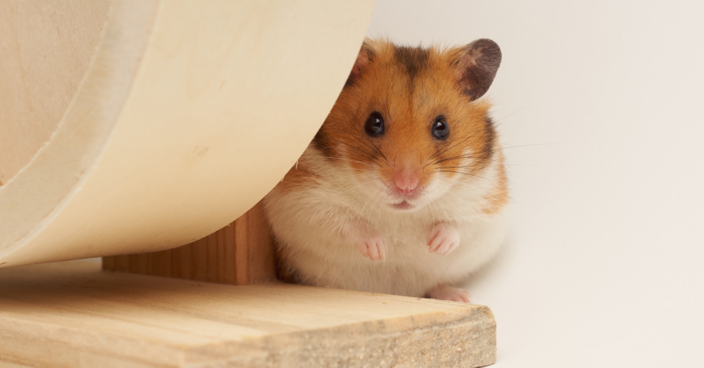 The evolution of app sec: Getting off the scan-and-fix hamster wheel remains elusive