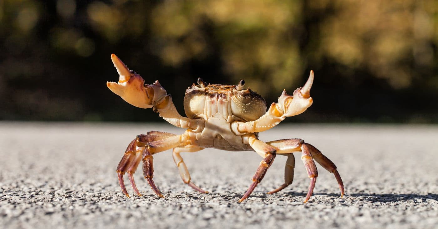 OpenClaw agentic AI risk